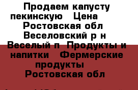 Продаем капусту пекинскую › Цена ­ 25 - Ростовская обл., Веселовский р-н, Веселый п. Продукты и напитки » Фермерские продукты   . Ростовская обл.